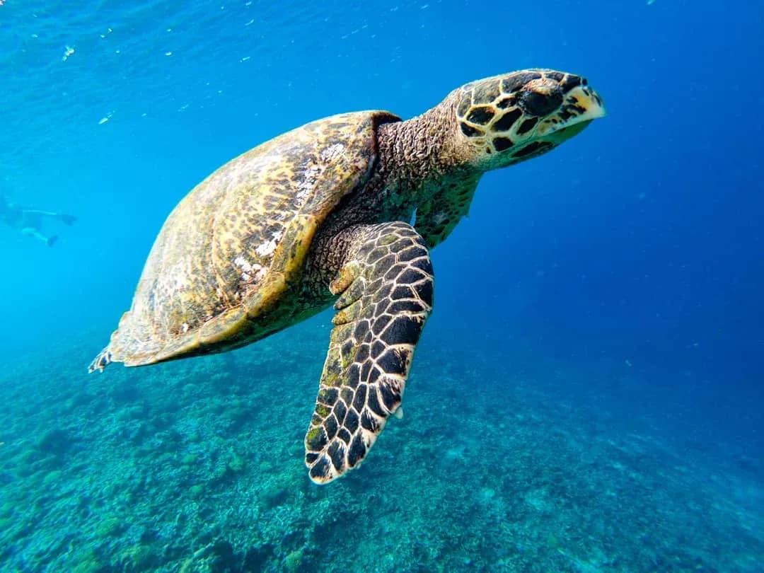 BASK Nest underwater sculpture by Jason deCaires Taylor